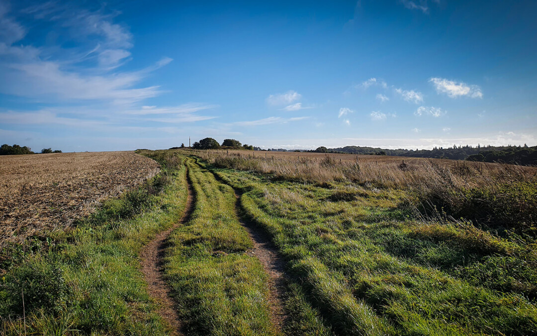 The Ridgeway to the east of Wantage, with rutted tracks typical of many upland sections of the King Alfred’s Way trails
