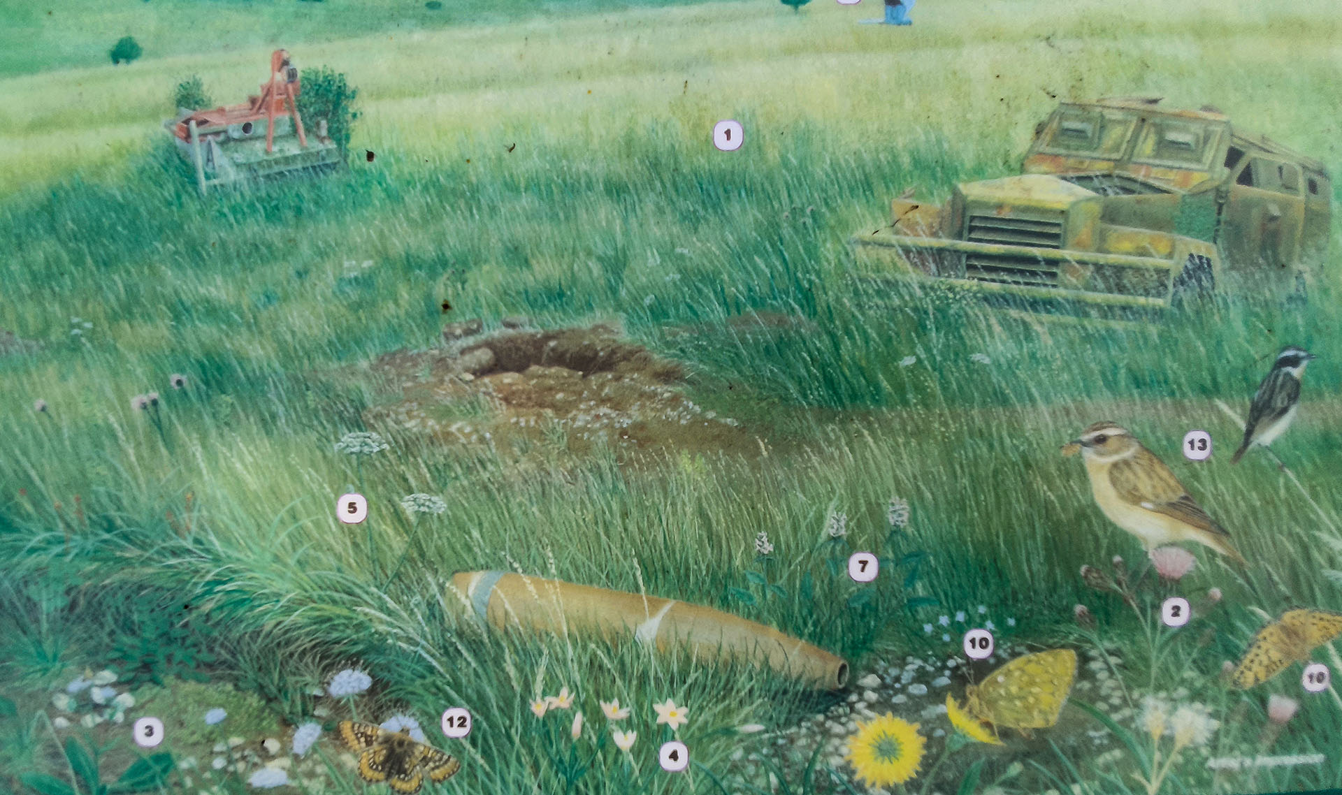 Panel at the Redhorn Impact Area illustrating the rich variety of wildlife, including Marsh Fritillary butterflies (#12) on the Salisbury Plain artillery ranges