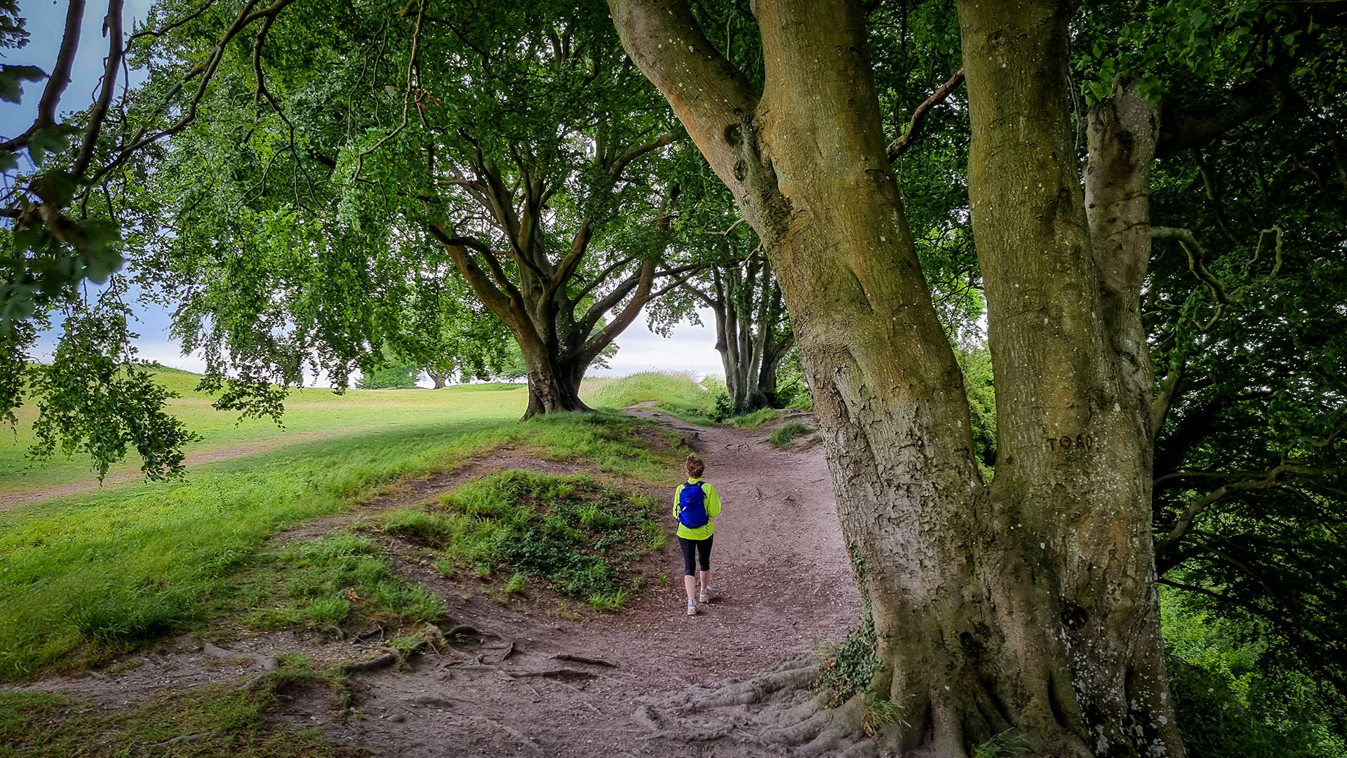 Among the great beeches on the earth ramparts of Old Sarum