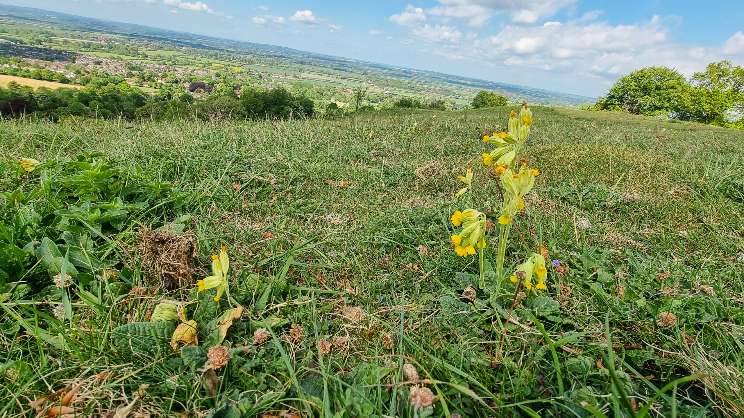 Whiteleaf Hill with cowslips