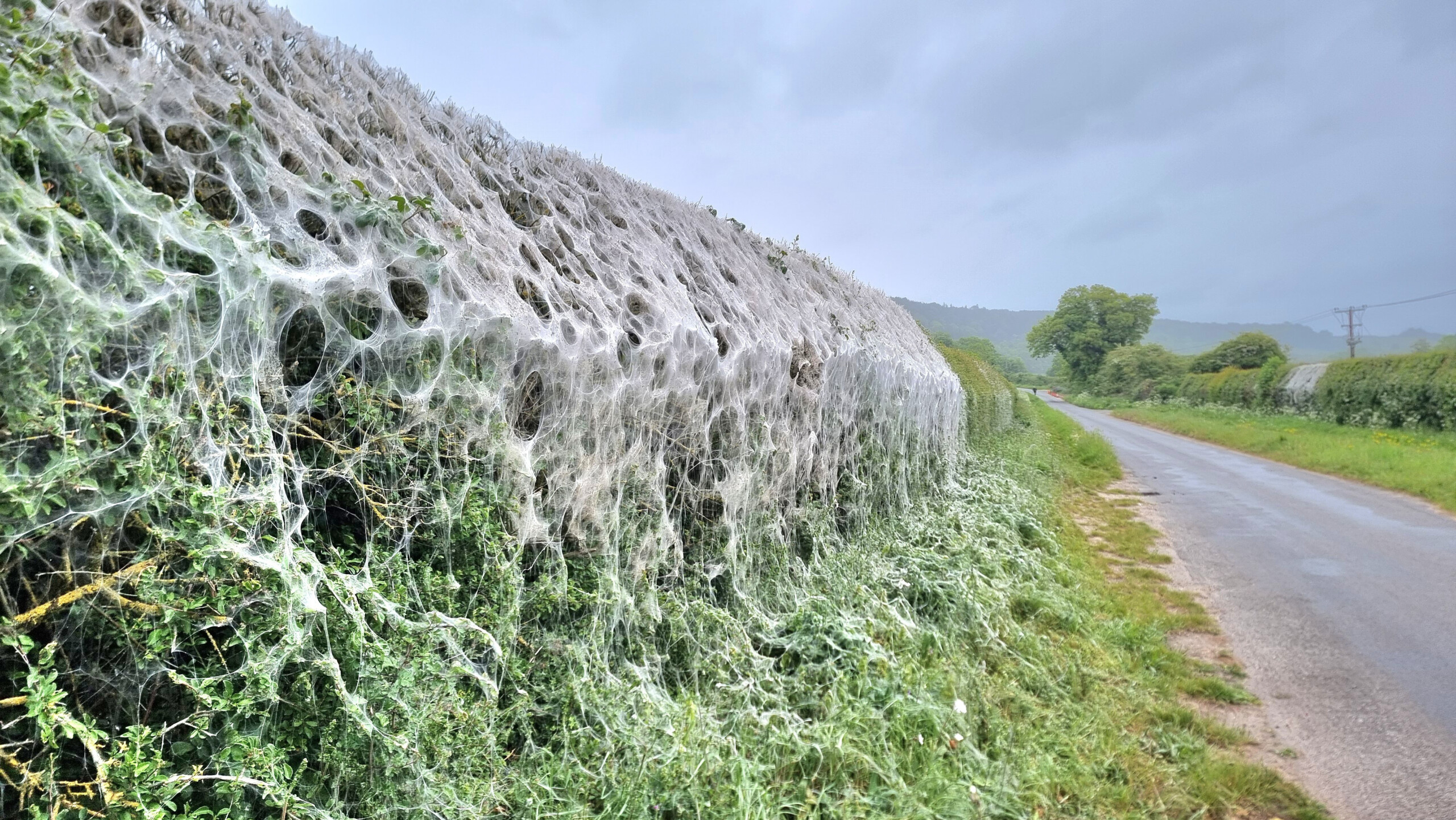 Ermine moth caterpillar webs on a hedge near Mapledurham
