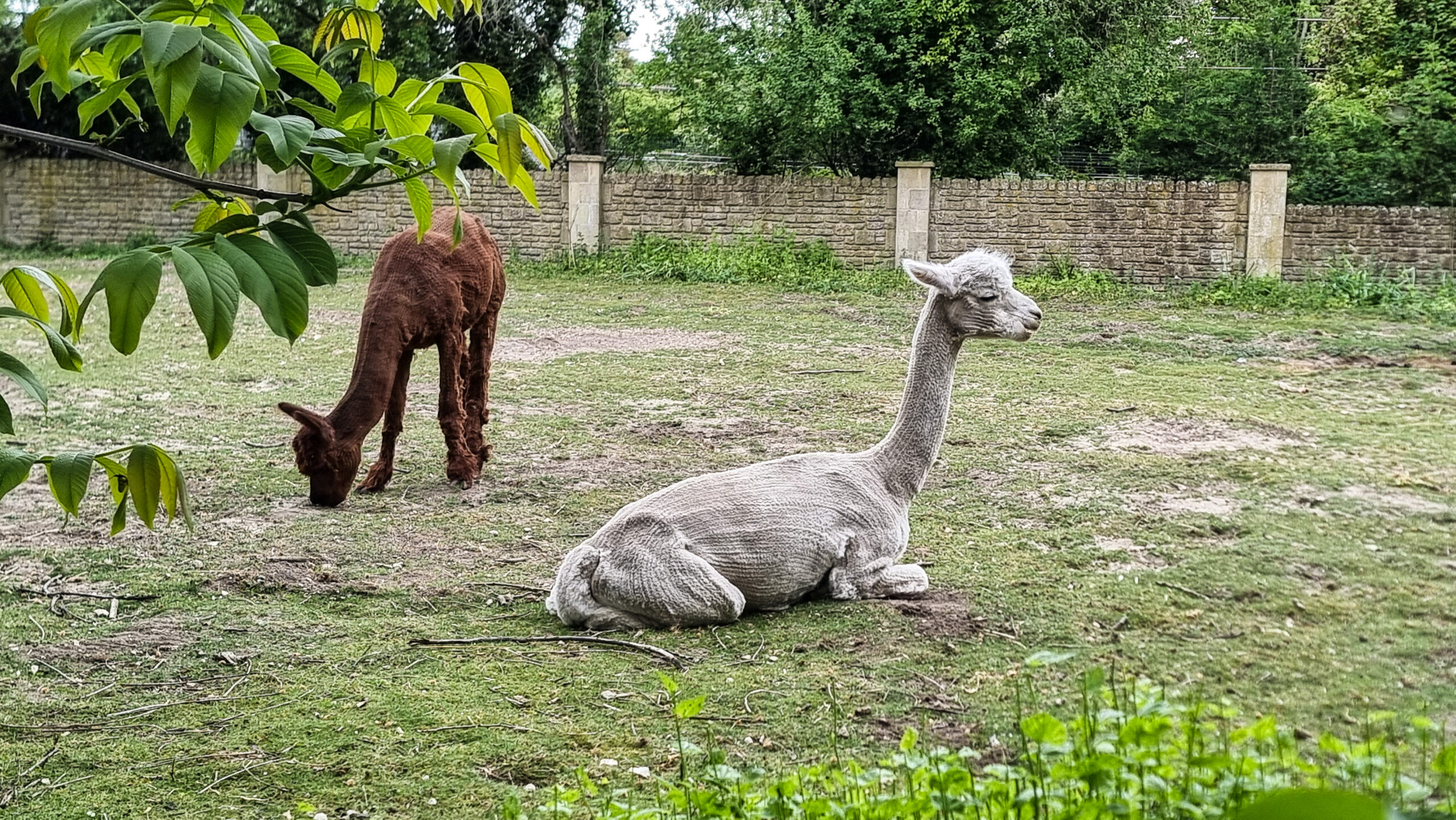 Recently shorn alpacas near Goring