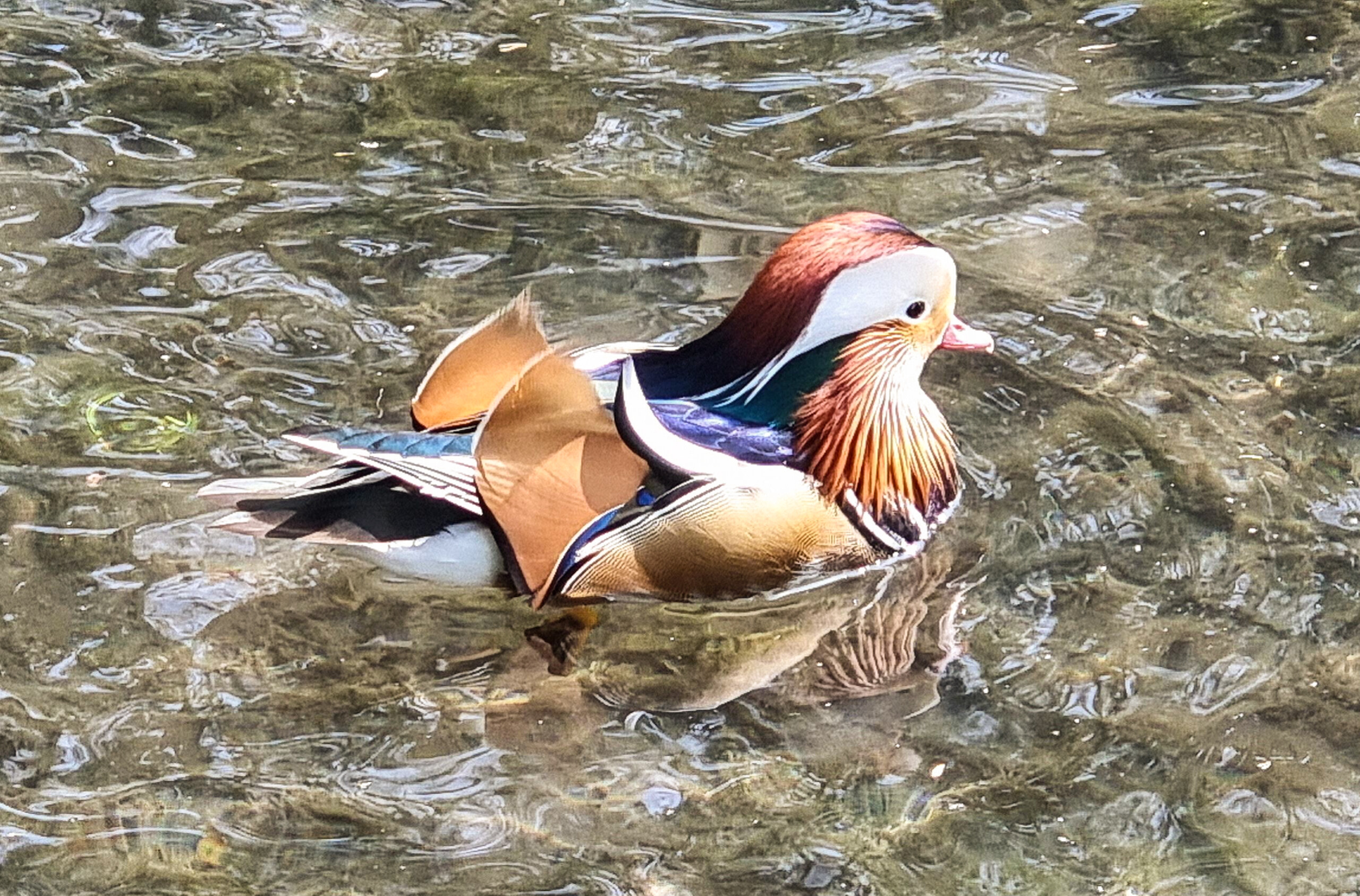 A Mandarin duck on the canal at Wendover