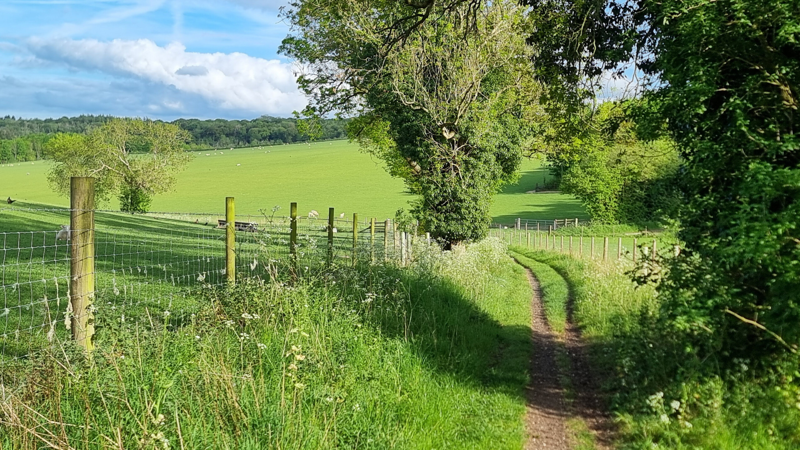 We emerged from Crowell Wood into this beautiful, isolated sunlit valley, heading towards Radnage